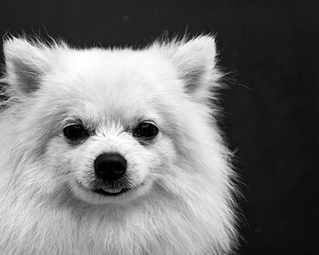 Close-up portrait of a dog