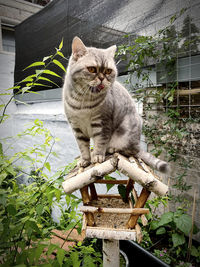 Cat sitting in a yard