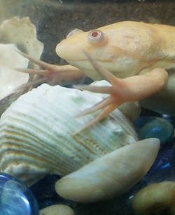 Close-up of fish swimming in sea