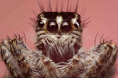 Close-up of spider