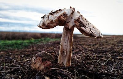 Close-up of mushroom on field