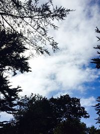 Low angle view of silhouette trees against sky