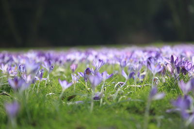 Close-up of purple crocus flowers on field