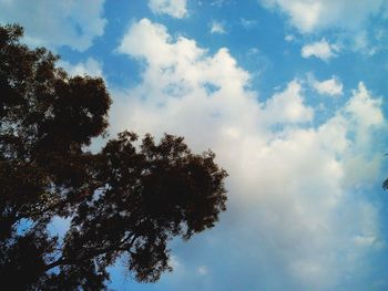 Low angle view of trees against blue sky