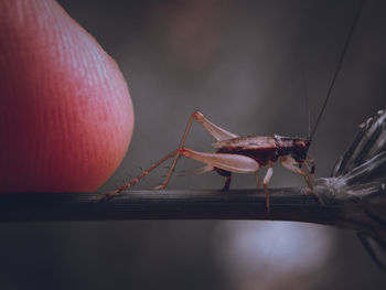 Close-up of insect