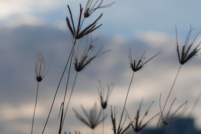 Low angle view of silhouette plants against sky