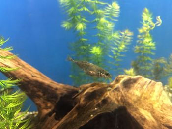 Low angle view of bird against plants