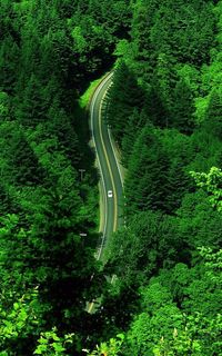 High angle view of road amidst trees in forest