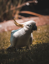 Close-up of a bird on field