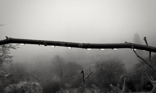 Close-up of wet plant during rainy season
