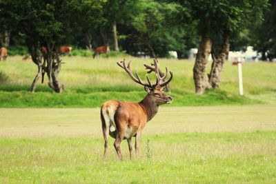 Deer in a field