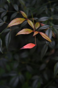 Close-up of red leaves on plant at field