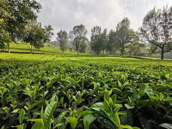 Scenic view of agricultural field against sky