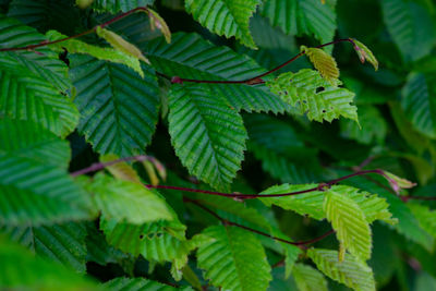 Close-up of green leaves