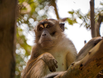 Low angle view of monkey sitting on tree