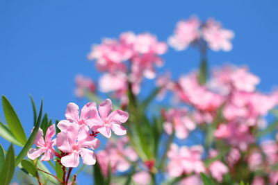 Close-up of pink cherry blossoms against sky