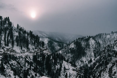 Pine trees on snowcapped mountains against sky