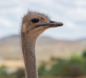 ostrich