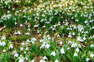 Close-up of flowers growing in field