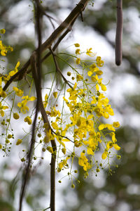 Close-up of yellow flowering plant