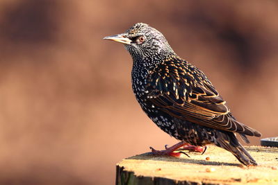 Close-up of bird perching outdoors