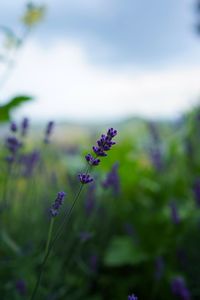 Close-up of purple flowering plant on field