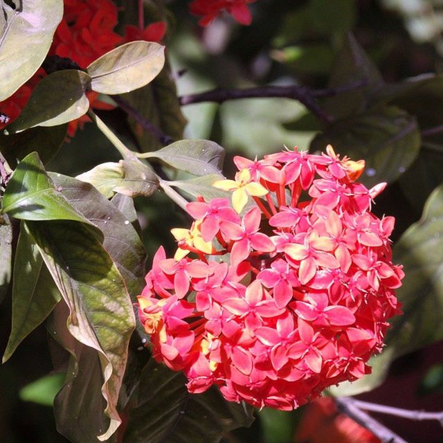 flower, petal, freshness, fragility, flower head, growth, beauty in nature, blooming, close-up, nature, focus on foreground, leaf, plant, pink color, in bloom, rose - flower, blossom, park - man made space, botany, day