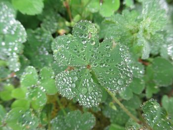 Close-up of wet plant leaves