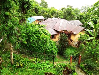 House amidst trees and building in forest