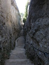 Narrow pathway along trees