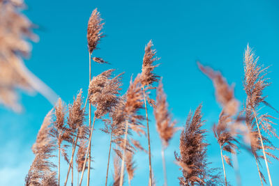 Low angle view of plant against blue sky