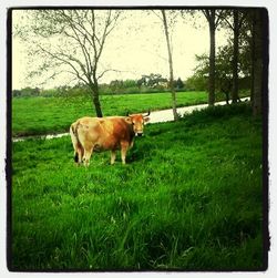 Cow grazing on grassy field