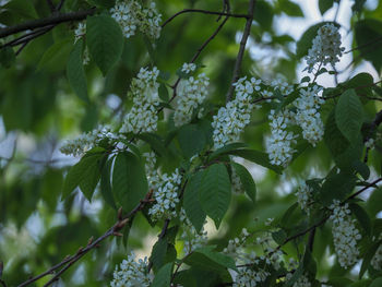 Close-up of flowering plants on tree