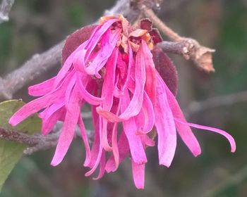 flowering plant