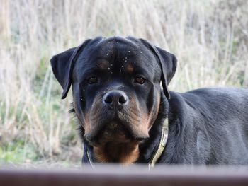 Close-up portrait of dog