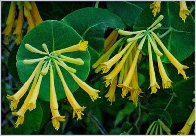 Close-up of yellow flowers