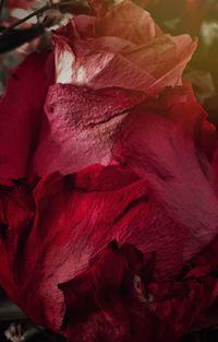 Close-up of red flower