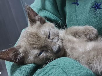 Close-up of kitten sleeping