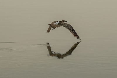 Bird flying over lake