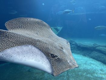 Fish swimming in sea