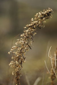 Close-up of wilted plant on field