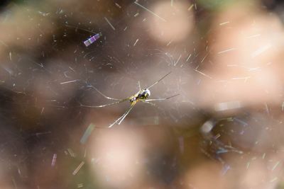 Close-up of spider on web
