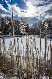 Close-up of plants against sky during sunset