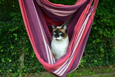 Cat looking away in hammock at yard