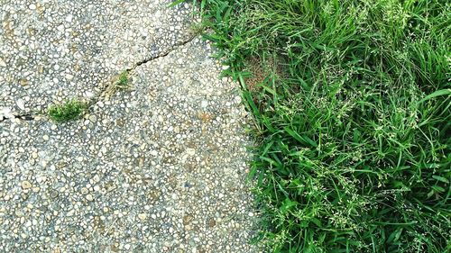 High angle view of grass