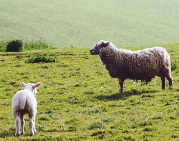 Sheep standing in a field