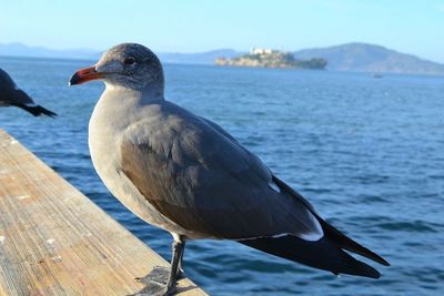 Close-up of bird perching by sea