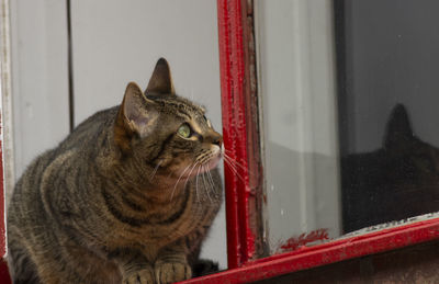 Close-up of a cat looking away