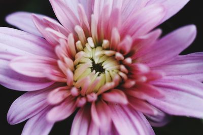 Close-up of pink dahlia