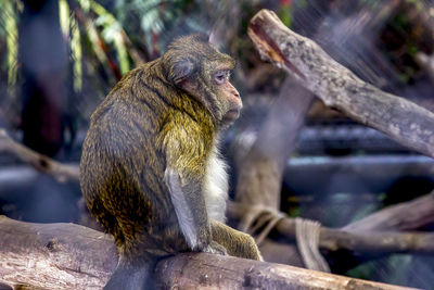 Monkey sitting on tree